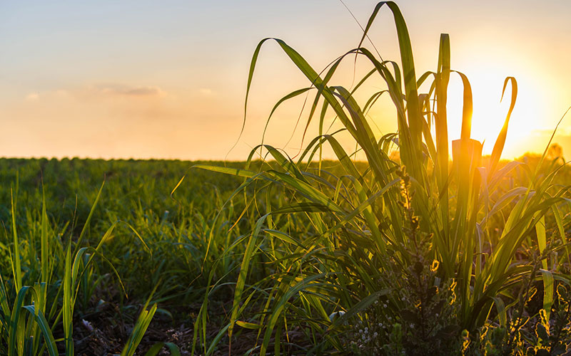 conversion of flood to drip irrigation