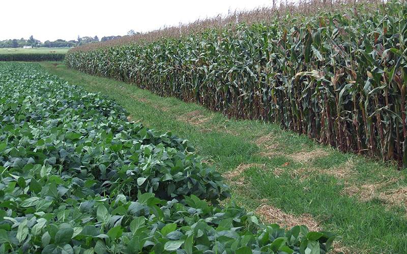 Phoenix Seeds lda Moçambique