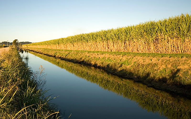 450ha Drip Irrigation