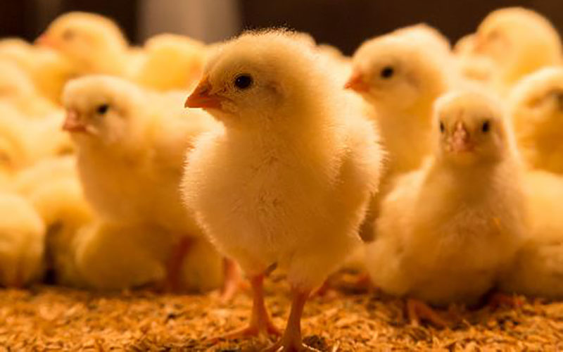 Day old chicks