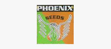 Phoenix Seeds